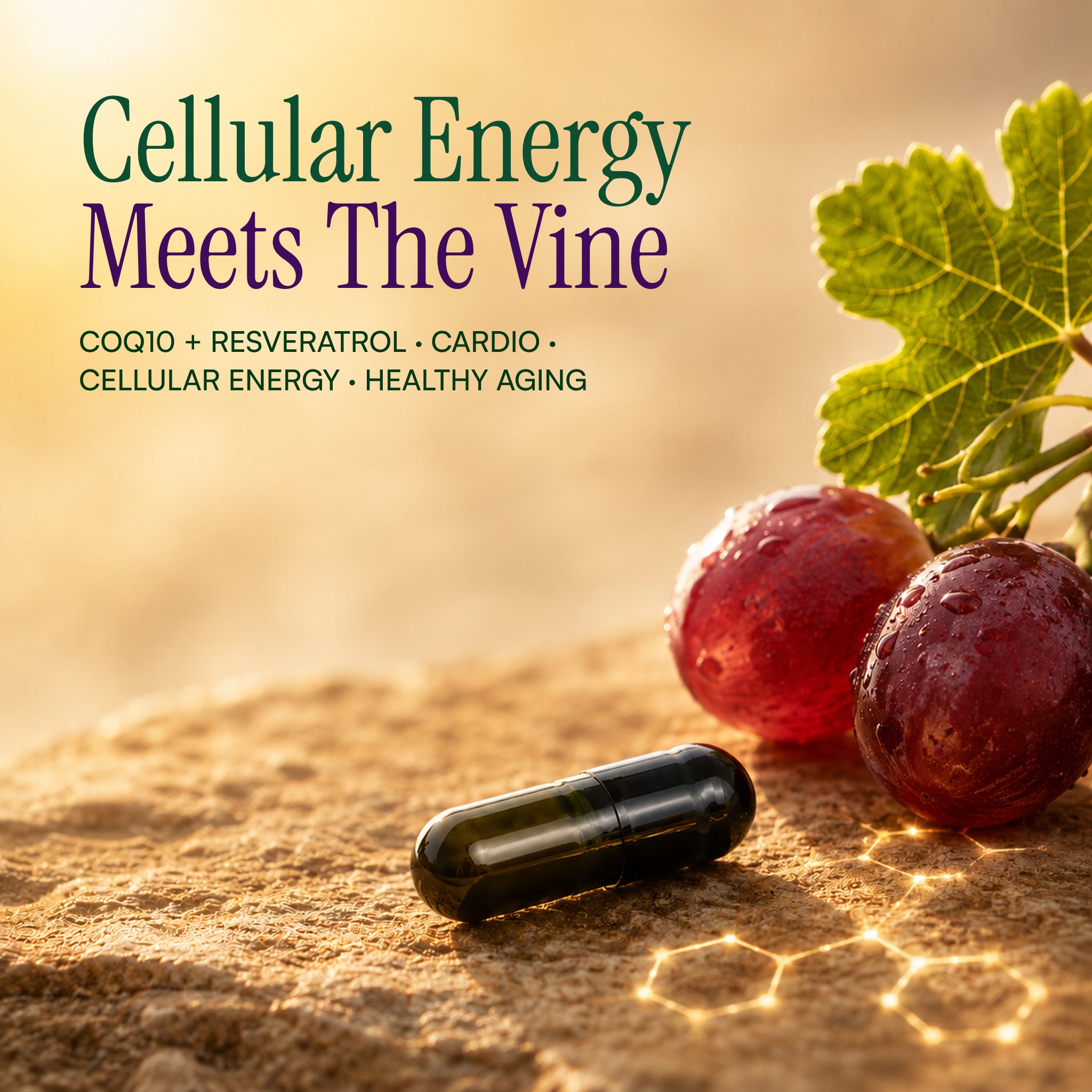 CoQ10 Daily™ with Resveratrol