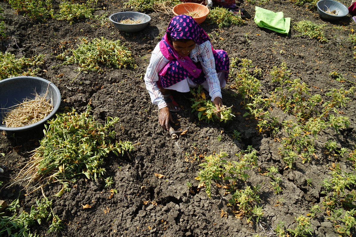 digging-up-ashwanganda-root