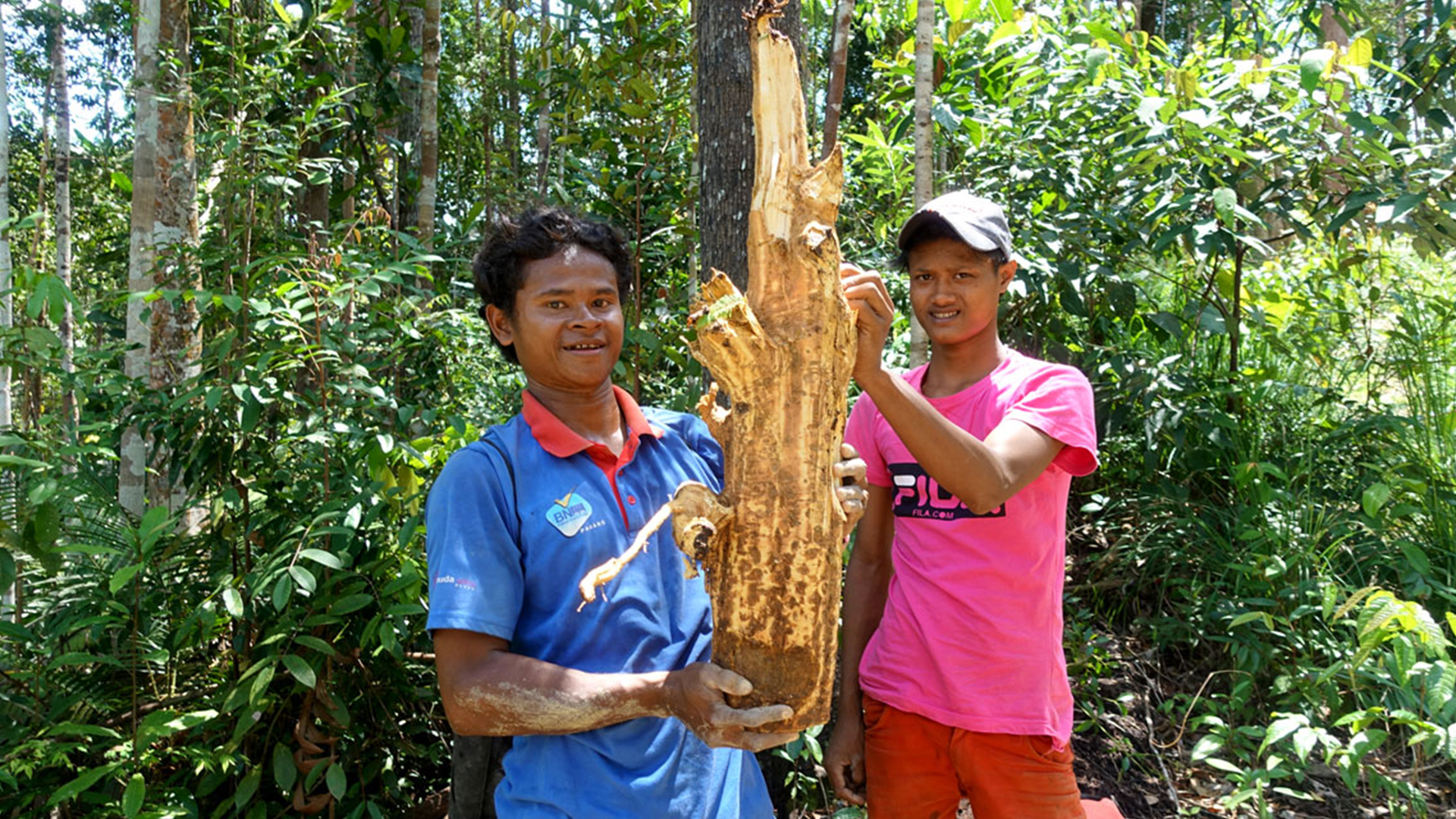 On The Trail of Tongkat Ali From Forest To Finish