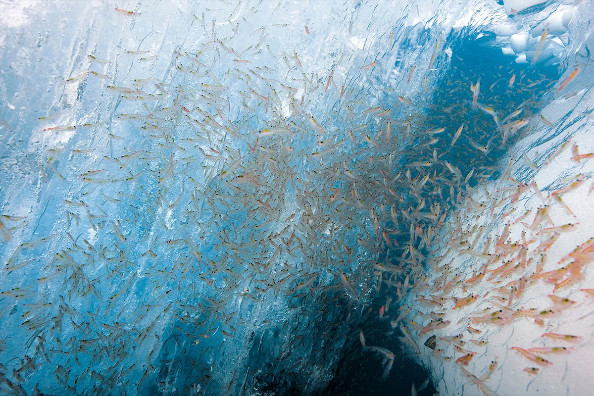 thousands-of-krill-in-the-ocean